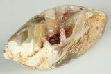 Chalcedony Replaced Gastropod With Sparkly Quartz - India #188795-1